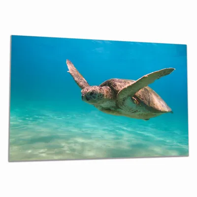 Produktbild von Wallario Herdabdeckplatte aus Glas, Größe 80 x 52 cm 1-teilig, Motiv Meeresschildkröte