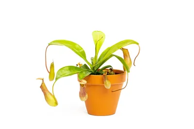 Obrázek produktu pro Gardners Nepenthes alata, průměr 12 cm