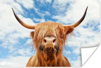 Produktbild von MuchoWow® Poster Schottischer Highlander - Kuhkopf - Hörner 180x120 cm - Fotoplakat