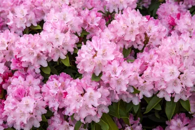 Produktbild von Rhododendron yakushimanum 'Tina Heinje', rosa Blüten, 20–25 cm