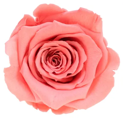 Produktbild von Infinity Rose XL Ø6-7cm konserviert stabilisiert haltbar Rosenkopf ewige Blüte Orange-Pink (bic09)