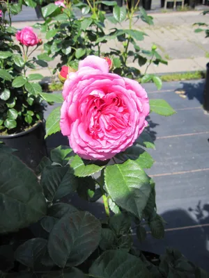 Produktbild von Nostalgie Edelrose Anuschka ® - Rosa Anuschka ® - Tantau Rose