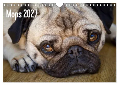 Produktbild von Mops 2027 (Wandkalender 2027 DIN A4 quer), CALVENDO Monatskalender