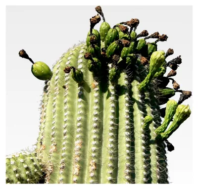 Produktbild von Riesen Kaktus, Carnegiea gigantea Saguaro 15 Samen