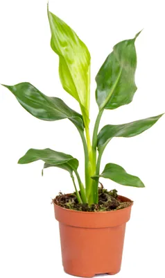 Produktbild von Strelitzia Reginae - Paradiesvogelpflanze - Paradiesvogelblume - Zimmerpflanzen - Luftreinigend - Pflegeleicht - Höhe 30-40 cm - Topf 12 cm
