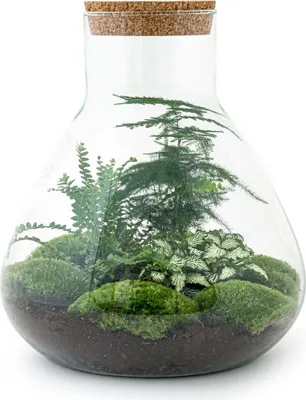 Image de Terrarium Diy - Sam Xl - ↕ 35 Cm