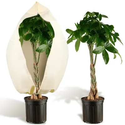 Immagine prodotto di Protezione delle piante: set di 1 80×180cm, 100g/㎡, sacchetto di protezione invernale per piante in vaso, coperture per piante come protezione invernale