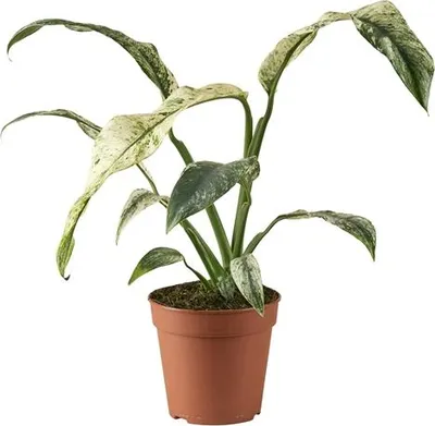 Obrázek produktu pro Gardners Rhaphidophora Pertusa Variegata, průměr 12 cm