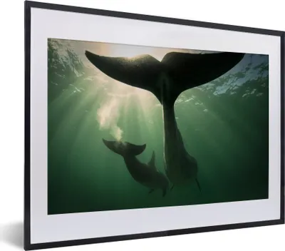 Produktbild von MuchoWow® MuchoWow® Gerahmtes Poster Delfin - Wasser - Blau 40x30 cm - Poster mit zchwarzem Bilderrahmen - Bilderrahmen - Poster im Rahmen