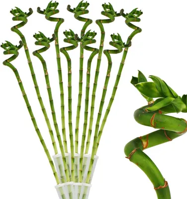 Zdjęcie produktu dla zestaw 10 Lucky Bamboo 'Lucky Bamboo' - spiralne - w tubie - Dracaena Sanderiana - ok. 40 cm wysokosci