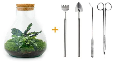 Produktbild von Flaschengarten "Sammie" DIY-Pflanzenterrarium 27 cm mit Calathea incl. Rechen, Schaufel und Pinzette