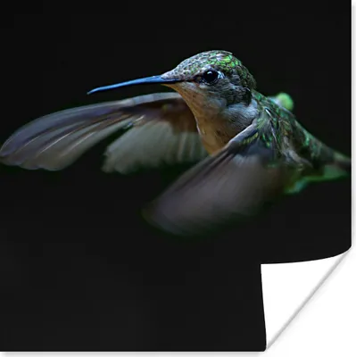 Produktbild von MuchoWow® Poster Kolibri - Federn - Schwarz 50x50 cm - Wohnzimmerdekoration