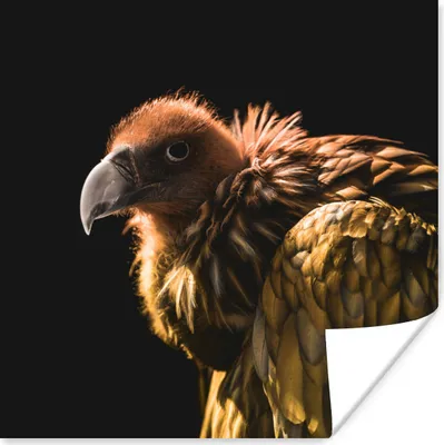 Produktbild von MuchoWow® Poster Geier - Gold - Schwarz 75x75 cm - Wand Dekoration