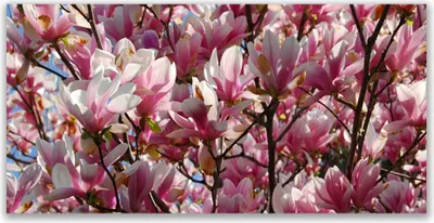 Produktbild von Glasbilder 140x70 Wandbild Druck auf Glas Zweige Blumen Pflanzen
