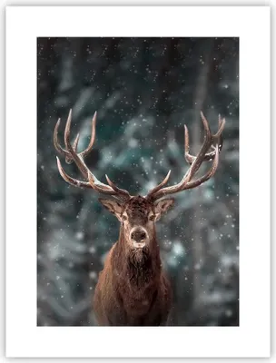 Produktbild von Poster - Poster ohne Rahmen - Hirsch Hirsch Winter - 30x40 cm - Wand Bild - Wanddeko - Wandbilder - Kunstposter - Wandposter - Bilder - Kunstdruck - Wanddekoration - Wandbild - P2XPA30x40-4998