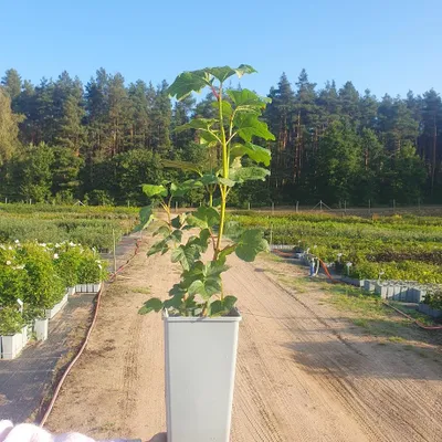 Produktbild von Gewöhnlicher Schneeball Roseum 2L