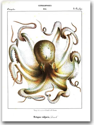 Produktbild von Poster - Canvas - Leinwand - 59,4 cm x 84,1 cm - Fotoposter - Leinwandkunst - Tintenfisch Kopffüßer