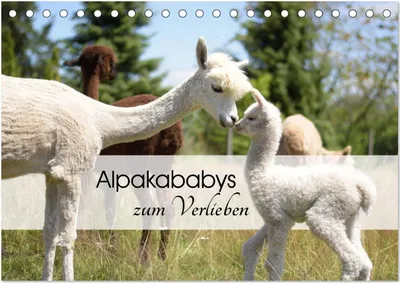Produktbild von Alpakababys zum Verlieben (Tischkalender 2025 DIN A5 quer), CALVENDO Monatskalender