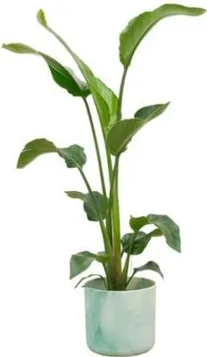 Zdjęcie produktu dla Strelitzia Nicolai - drzewo - strelicja - roslina doniczkowa ok. 100cm
