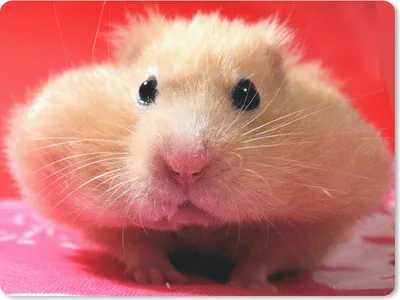 Produktbild von MuchoWow® Mauspad Mousepad Nahaufnahme Hamster 23x19 cm - Mousepads - Maus Mat - Pad - Mausunterlage - Schreibtischunterlage - Mauspad