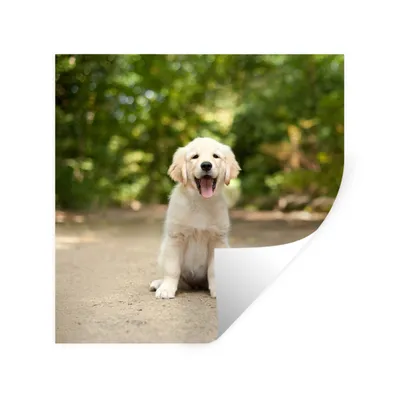 Produktbild von MuchoWow® Wandtattoo Wandsticker Wandaufkleber Labrador Retriever Welpe sitzt auf einem Waldweg 50x50 cm Selbstklebend und Repositionierbar - Selbstklebend - Fototapeten