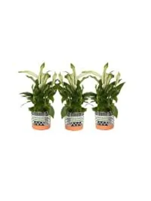 Produktbild von Spathiphyllum Pearl Cupido in stylischen Übertopf 3er Set Zimmerpflanze