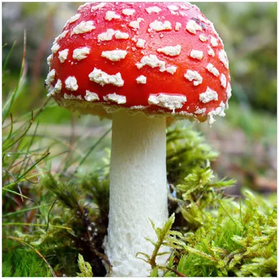 Produktbild von Wallario Premium Glasbild, freischwebende Optik, kräftige Farben, Größe 30 x 30 cm Motiv Fliegenpilz im Wald