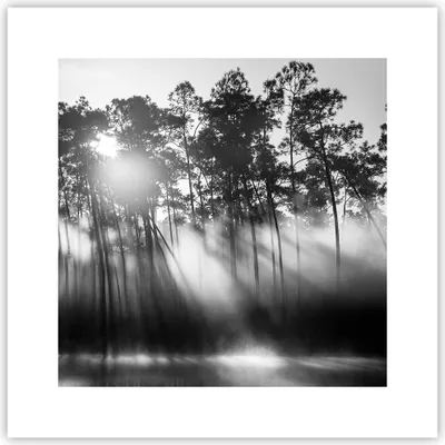 Produktbild von Poster - Poster ohne Rahmen - Wald Kiefer Sonne - 30x30 cm - Wand Bild - Wanddeko - Wandbilder - Kunstposter - Wandposter - Bilder - Kunstdruck - Wanddekoration - Wandbild - P2XAC30x30-4829