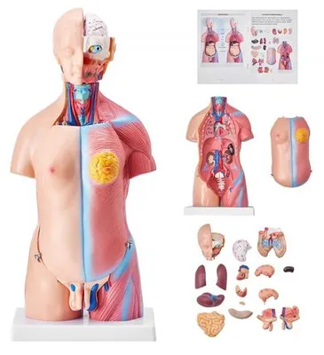 Image de Modèle de corps humain - 23 pièces, 455 mm - Torse anatomique - Modèle de squelette anatomique unisexe - Organes amovibles - Outil pédagogique pour étudiants - Démonstration didactique