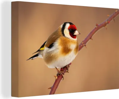 Produktbild von OneMillionCanvasses® - Leinwandbilder - 140x90 cm, Kropftaube - Vogel - Tiere, Wandbilder Kunstdruck Wanddekoration - Foto auf Leinwand - Gemälde auf Holzrahmen