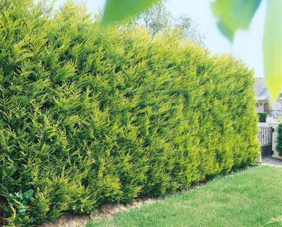 Produktbild von Cupressocyparis leylandii 'Castlewellan Gold', goldgelb, 40–60 cm