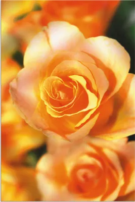 Produktbild von ARTland Wandbild Alu für Innen & Outdoor Strahlende Sommerrosen Größe: 60x90 cm