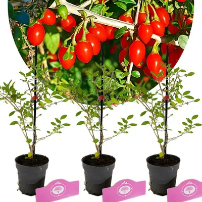 Three potted goji berry plants with red berries on branches above them.