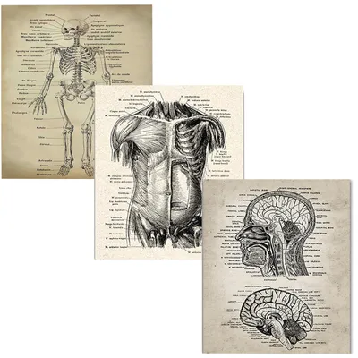 3er Set Wandposter menschliche Struktur, 30x40 cm, Leinwand, ohne Rahmen