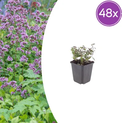 Image de Origanum laevigatum 'Herrenhausen' | 48 pièces - 10-25cm - Ø9cm - Plante de jardin