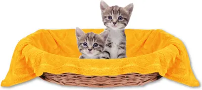 Productafbeelding van Kattendeken, microvezel, ongeveer 70x100 cm, oranje - marigold
