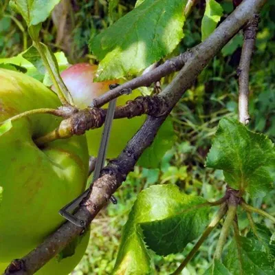 Image de Tuteurs de jardin - Tuteurs de haute qualité en plastique rigide pour la protection des arbres.