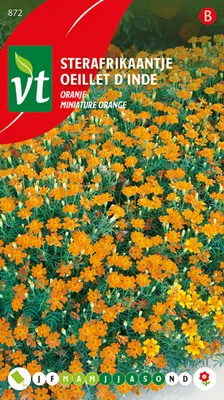 Immagine prodotto di Semi di Sterafrikaantje di colore arancione - Circa 0,5 gr | VT_872