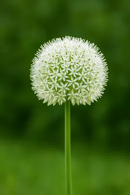 Zdjęcie produktu dla Egzotyczne cebulki kwiatowe – czosnek ozdobny Allium White Giant (5 sztuk)