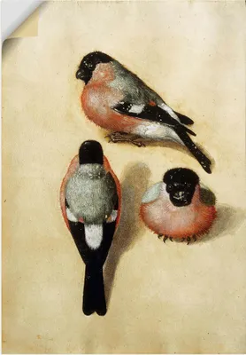 Produktbild von ARTland Wandbild, selbstklebend Vogel in drei Positionen.1520 Größe: 70x100 cm