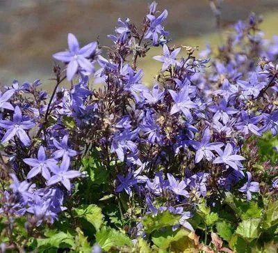 Produktbild von 6 x  Campanula poscharskyana - Bergminze - Topf 9 x 9 cm
