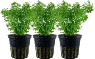 Produktbild von Aquarium Pflanze 3 Stück Limnophila sessiliflora AquaOne Nr.347 einfache Wasserpflanze