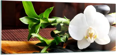 Produktbild von Bilder auf glas - Bambus Schönheit Dekoration Blume - 100x40cm - Glasbilder - Wandbilder - Kunstdruck - Wanddekoration aus Glas - Glas Bilder - Wandbild auf Glas - GAB100x40-2166
