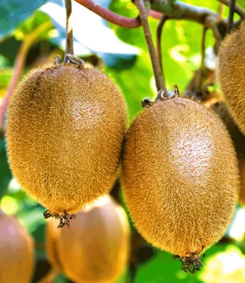 Produktbild von BALDUR Garten Selbstfruchtende, Kiwi 'Solissimo® renact®', 1 Pflanze, großfruchtig, Actinidia deliciosa, winterhart, mehrjährig, 1. selbstfruchtende Kiwi, reiche Ernte an essbaren Früchten