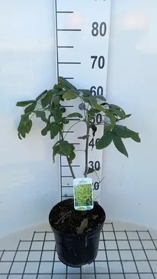Obrázek produktu pro Laburnum wat. 'Vossii' - Laburnum 40- 60 cm - Kontejner