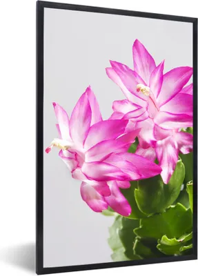 Produktbild von MuchoWow® MuchoWow® Gerahmtes Poster Blüten des Deckelkaktus aus der Nähe 20x30 cm - Poster mit zchwarzem Bilderrahmen - Drucken - Bilder Poster im Rahmen