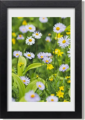 Produktbild von Bild 20x30 MDF-Rahmen, Wandkunst Gänseblümchen