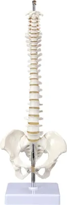 Produktbild von Mini Wirbelsäule Anatomie Modell ca 40cm flexibel auf Stativ stehend