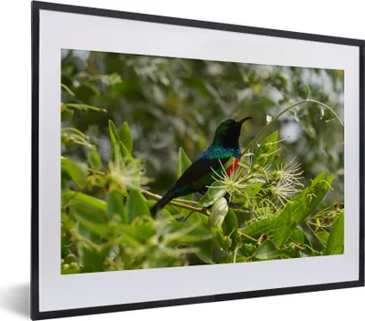 Produktbild von MuchoWow® MuchoWow® Gerahmtes Poster Vogel zwischen den Blättern im Dschungel 40x30 cm - Poster mit zchwarzem Bilderrahmen - Bilderrahmen - Poster im Rahmen