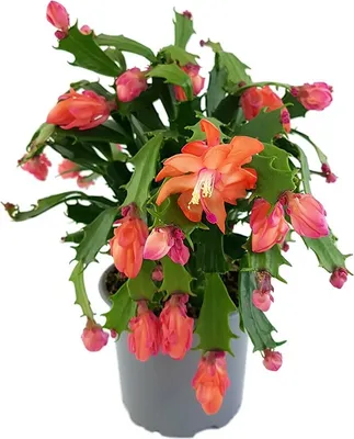 Produktbild von Fangblatt - Schlumbergera - Weihnachtskaktus mit fantastischen orangen Blüten im Ø 11 cm Topf - pflegeleichter Blattkaktus